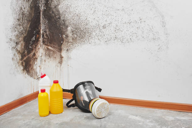 Best Fast Mold Removal  in Hillside Lake, NY