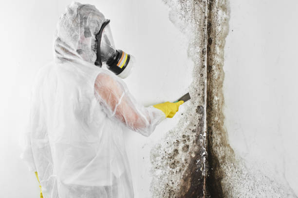 Best Professional Mold Removal  in Hillside Lake, NY