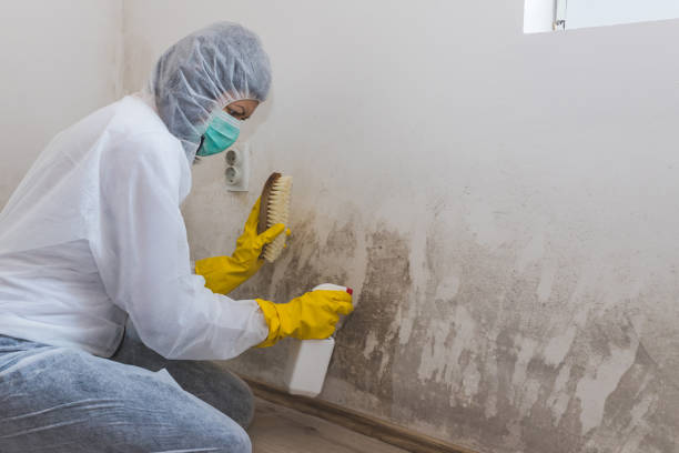 Best Home Mold Removal  in Hillside Lake, NY