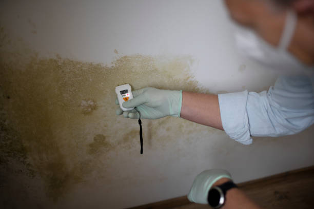 Best Affordable Mold Removal  in Hillside Lake, NY