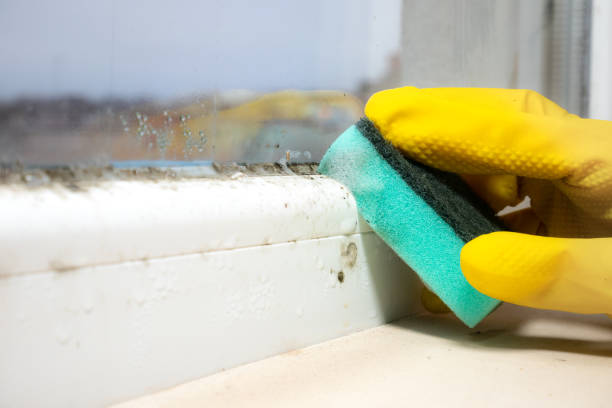 Best Home Mold Removal  in Hillside Lake, NY