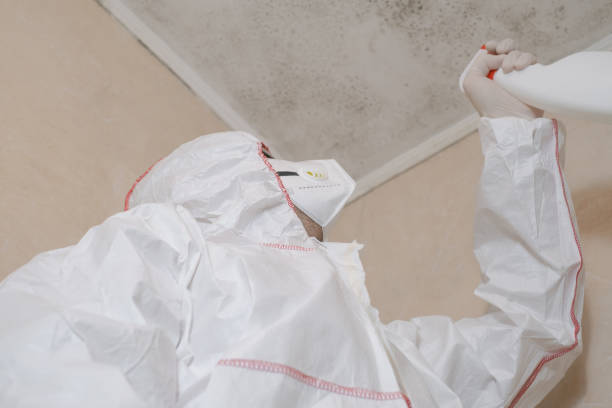 Best Same-Day Mold Removal  in Hillside Lake, NY