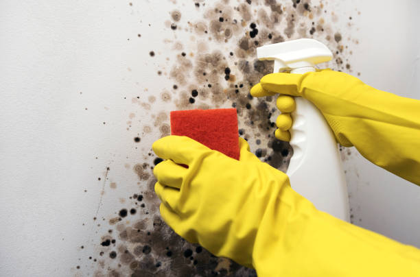 Best Mold Cleaning Services  in Hillside Lake, NY