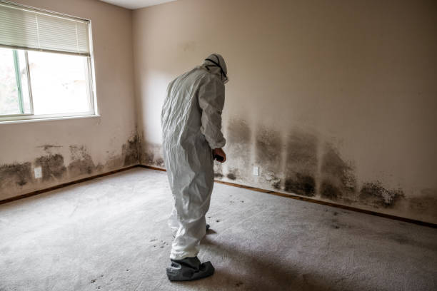 Best Mold Cleaning Services  in Hillside Lake, NY