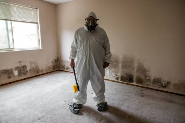 Best Best Mold Removal Companies  in Hillside Lake, NY