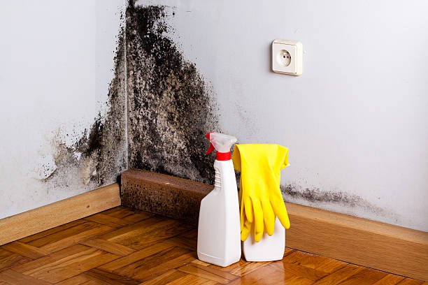 Best Professional Mold Removal  in Hillside Lake, NY